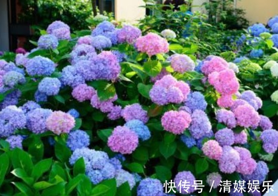 无尽夏|适合夏季养的花，好活易爆盆，花色柔美，花朵烂漫迷人，美爆了