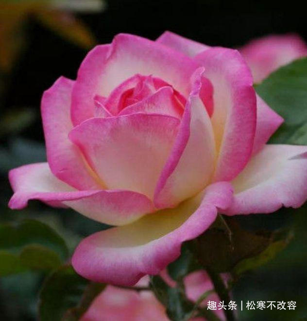 花卉|喜欢养花,不如养此款花,不闻不问,花卉烂漫迷人
