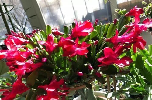 家家都有的1种水，用来浇花，连施肥都省了，养啥旺啥