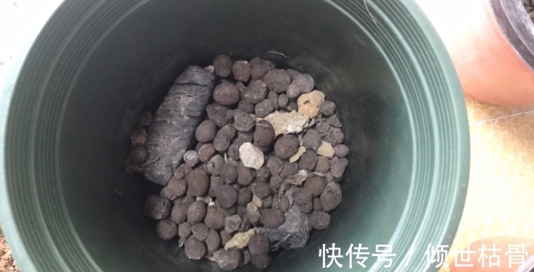 植物|用对方法养花很关键！植物上盆前“掺”它们，土壤就不会结块