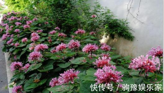 煲汤|农村有一种“臭草”,农民说在乡下的猪都不吃,城里人拿来煲汤