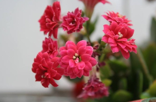 长寿花不长苞，改正这“3点”，开花次次爆盆，变成“大花球”