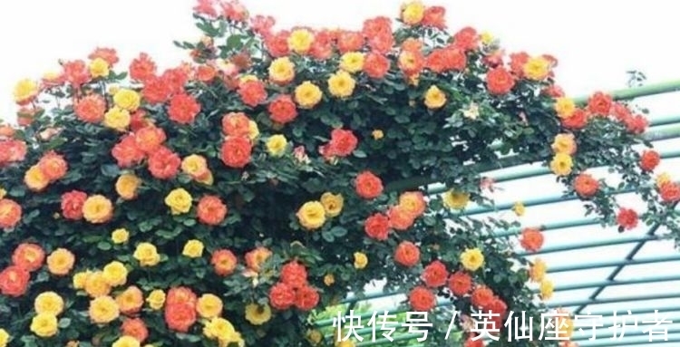 促花肥|4种富贵花，添福添贵添好运，比牡丹美，比绿萝好养！