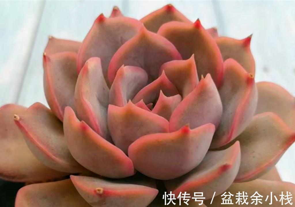 新手|还是多肉新手时，做了很多古怪的事情，拿出来给肉友们当反面教材