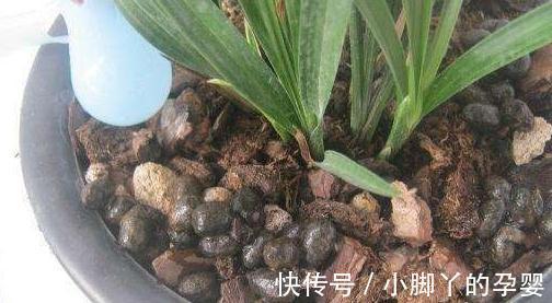 什么淘米水黄豆水都不如3种水,1个月浇2次,啥花都喜欢