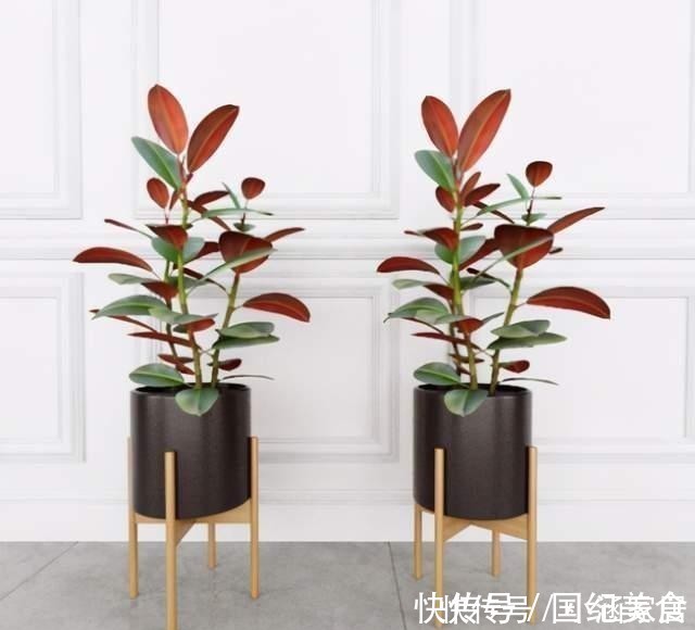 阳台上|冬天关窗空气密闭，养这5种花，室内不通风也能长得很好