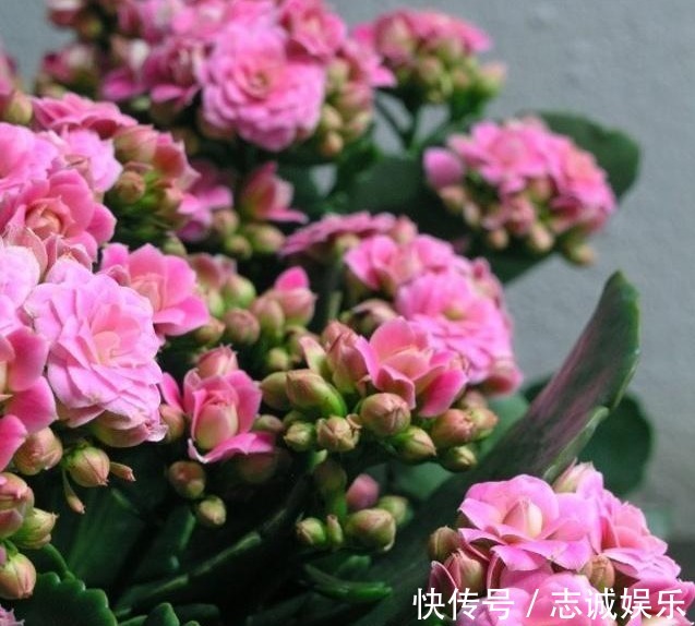 长势|刘大爷9年长寿花养护经验,总结“3妙招”,轻松一盆变多盆