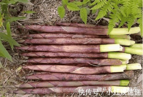 失眠|农村有些山珍野菜,防治咳喘、糖尿病、高血压、烦渴、失眠等症