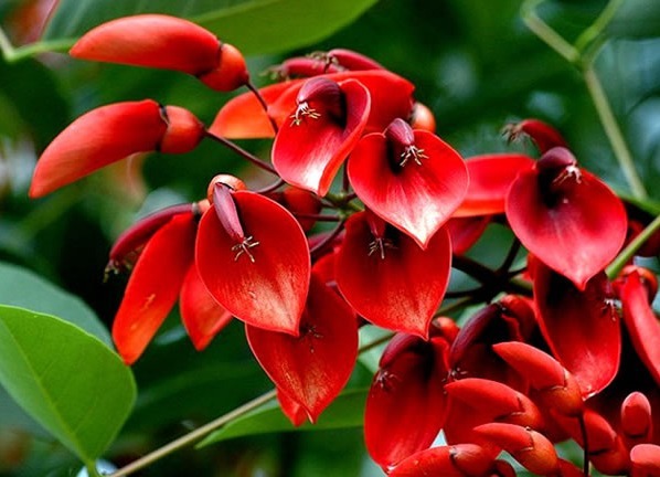 养个色彩鲜艳的刺桐,只需要三个小技巧,开花好看花量还不小