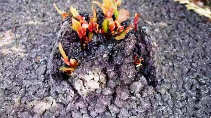 魔鬼|入侵英国170年的魔鬼植物,在我国却是吃货最爱,10元一斤很畅销