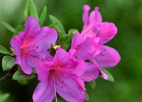 养花就养此4种，漂亮不输牡丹，四季开花，很值得拥有