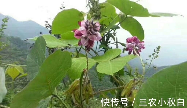 人参|乡下一种不起眼的小花，根茎竟是千年人参，如若遇到一定别放过