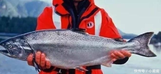 来自|世界上最贵的4大海鲜,第一名来自中国,但国人却几乎很少见过