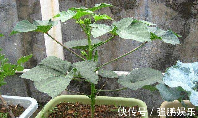 秋葵也能“亲手种”,阳台种2棵,50天开始采摘,一茬又一茬