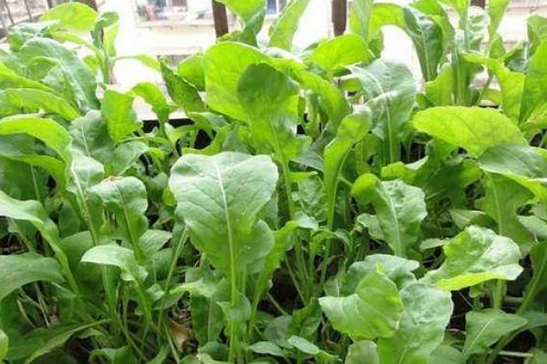 强身健体|农村被名字“坑”的野菜,营养高能治病,却常被错认成杂草!