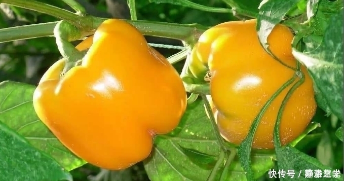 航天技术 把种子放在太空一段时间,返回地球后种出来,会比较大吗?