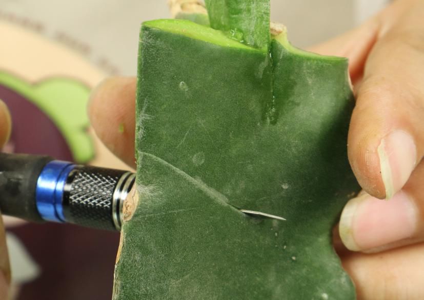 养护蟹爪兰，要注意8个要点，才能开出仙气飘飘花