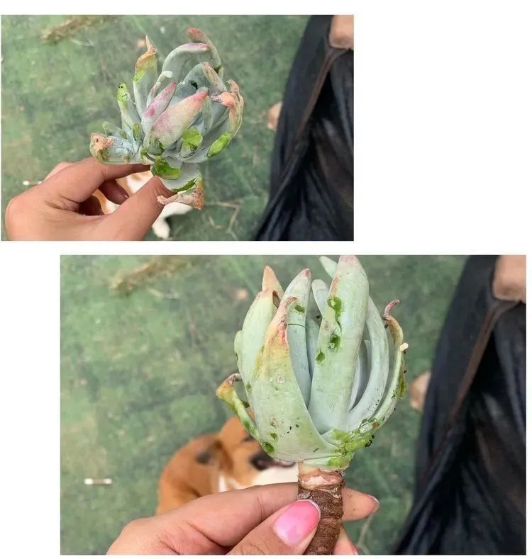 半年时间，多肉从3盆发展到600盆，入坑切莫太心急！