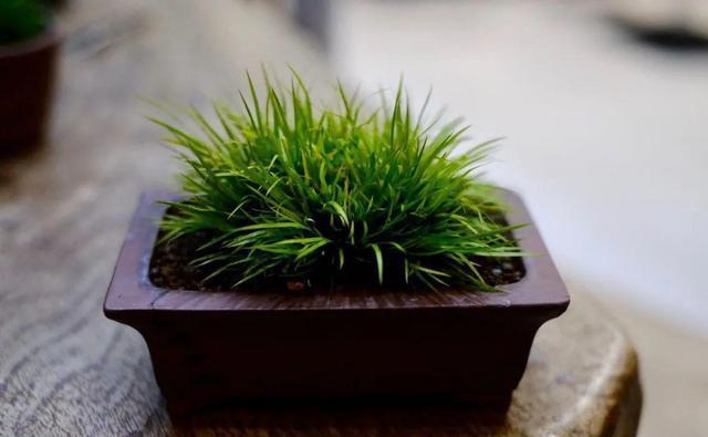 光照|它位列“花草四雅”,耐阴能力强,室内光照不好也能养好