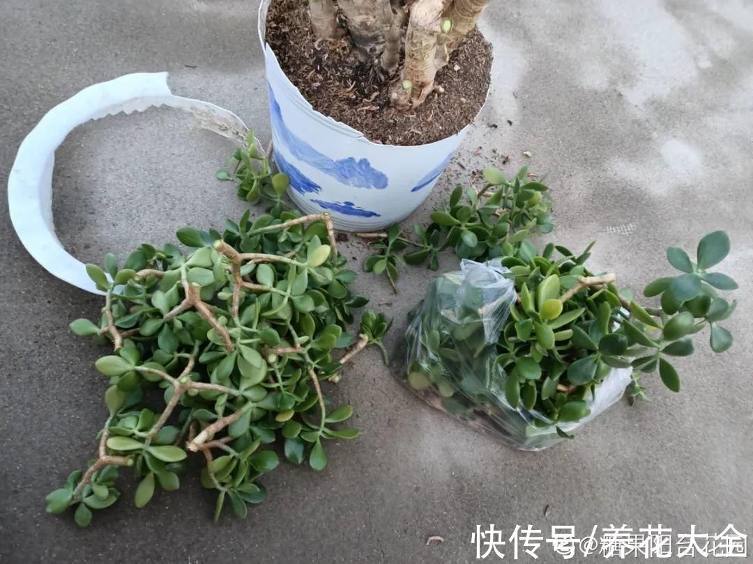 文竹|养花大棚倒闭，“贵货花”路边扔了一地，后悔没带个大麻袋