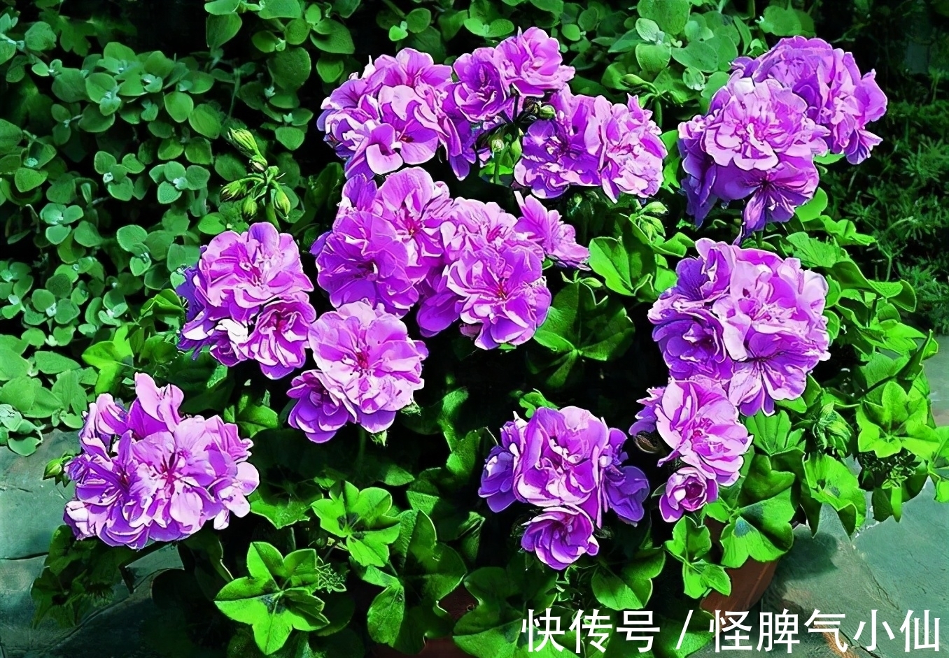 新芽|开花万人迷,做到4点,花儿拥挤刹不住