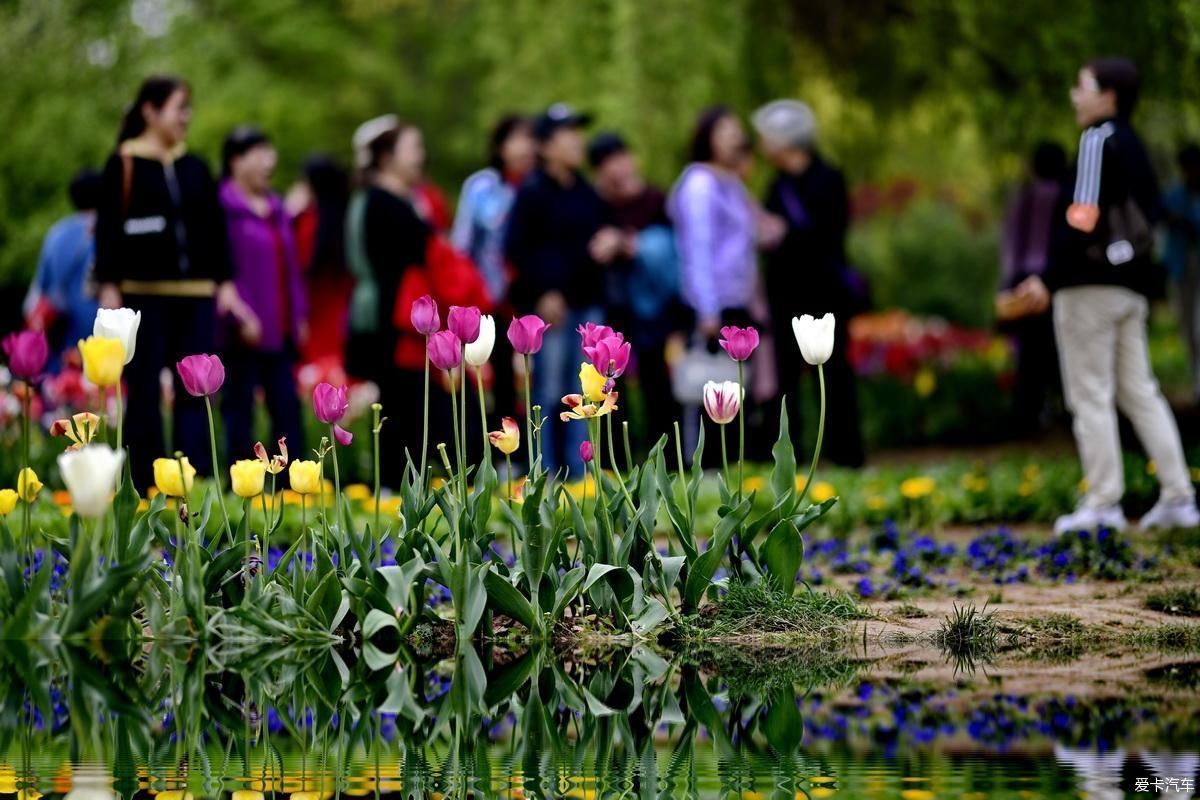 兴庆宫公园|植物园姹紫嫣红是老人聚会的好地方【严建设】