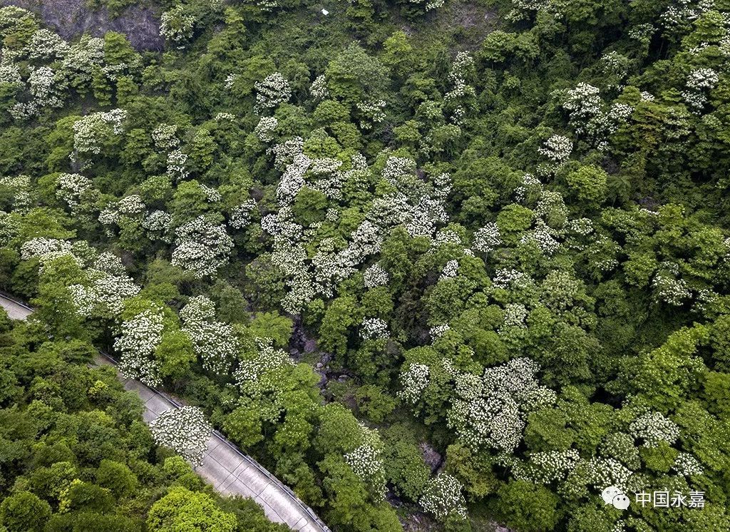 桐花又开！邀你来楠溪江，共赴一场“五月雪”之约 ！