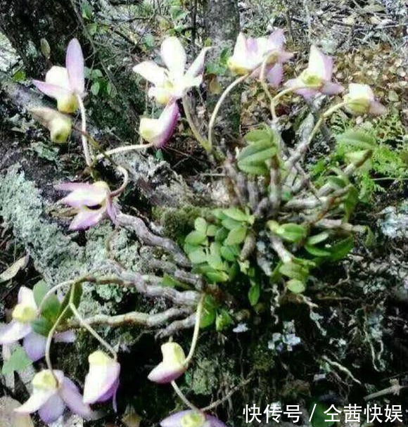 棕榈皮|门前石头上长了一丛草,朋友出1000元来买,开起花来真漂亮!