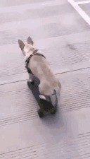 |搞笑GIF:本以为可以瞒天过海 结果还是被发现了