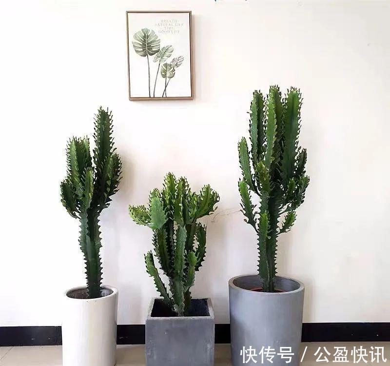 省心|懒人养花首选这三种,省心省力又好养,霸气镇宅添福气,人人都喜