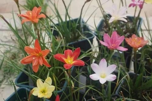  不用|阴雨天，这4样花不用急着往家搬，淋淋雨，开花反而更娇艳