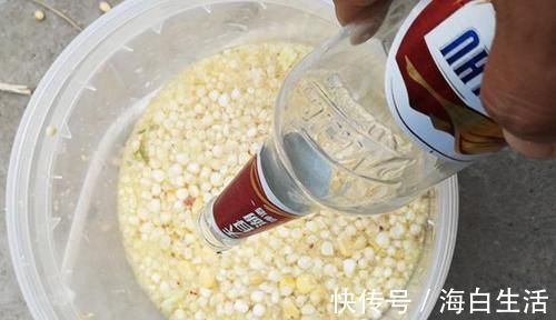 酒香粮食饵的制作方法，绝杀鲫草青鲤鳊，野钓渔获更加有保证！