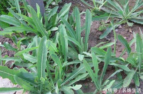 酱草|一种野菜,季节性很强,再不吃就老了,宁愿少吃肉也要来一盆