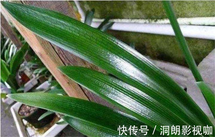 君子兰|3种植物是老酒鬼,一喝啤酒就疯长,根本不用施肥!