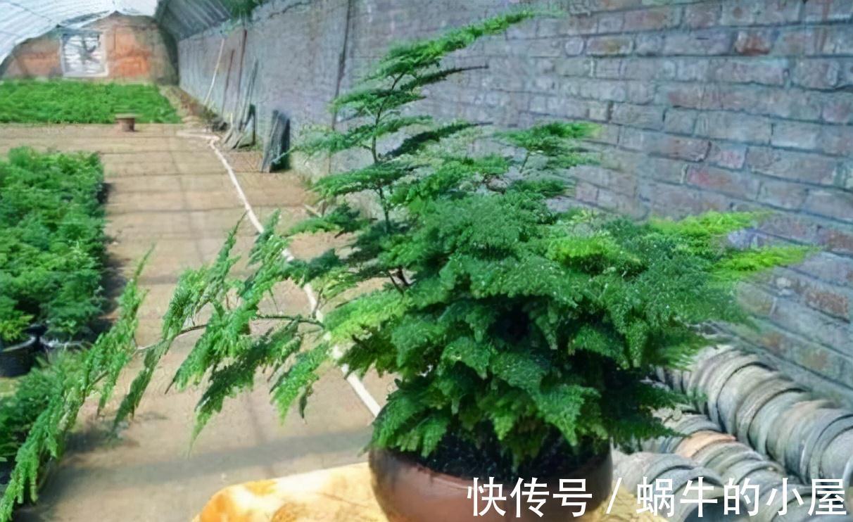 九月养文竹，给它做“三减法”，新枝新笋一起长，养成繁花小盆景