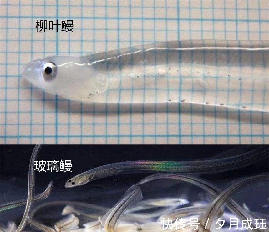 玻璃鳗@被人吃了几千年的鱼,直到突然濒危,也没人知道它们来自何处