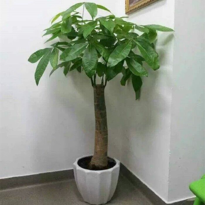 富贵竹|4种花,是“旺运花”,大户人家都在养,你在养哪几种