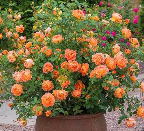  绚丽|这3款月季花色新颖，开花后像“彩虹”一样绚丽，不用打理就爆盆