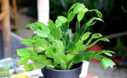 植株|什么花都养不好,就养2种花,开花漂亮,养护简单