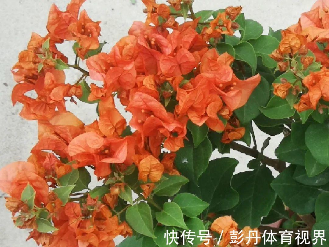 叶子|十月养这花,撸叶子、少浇水,10天冒出大花苞!