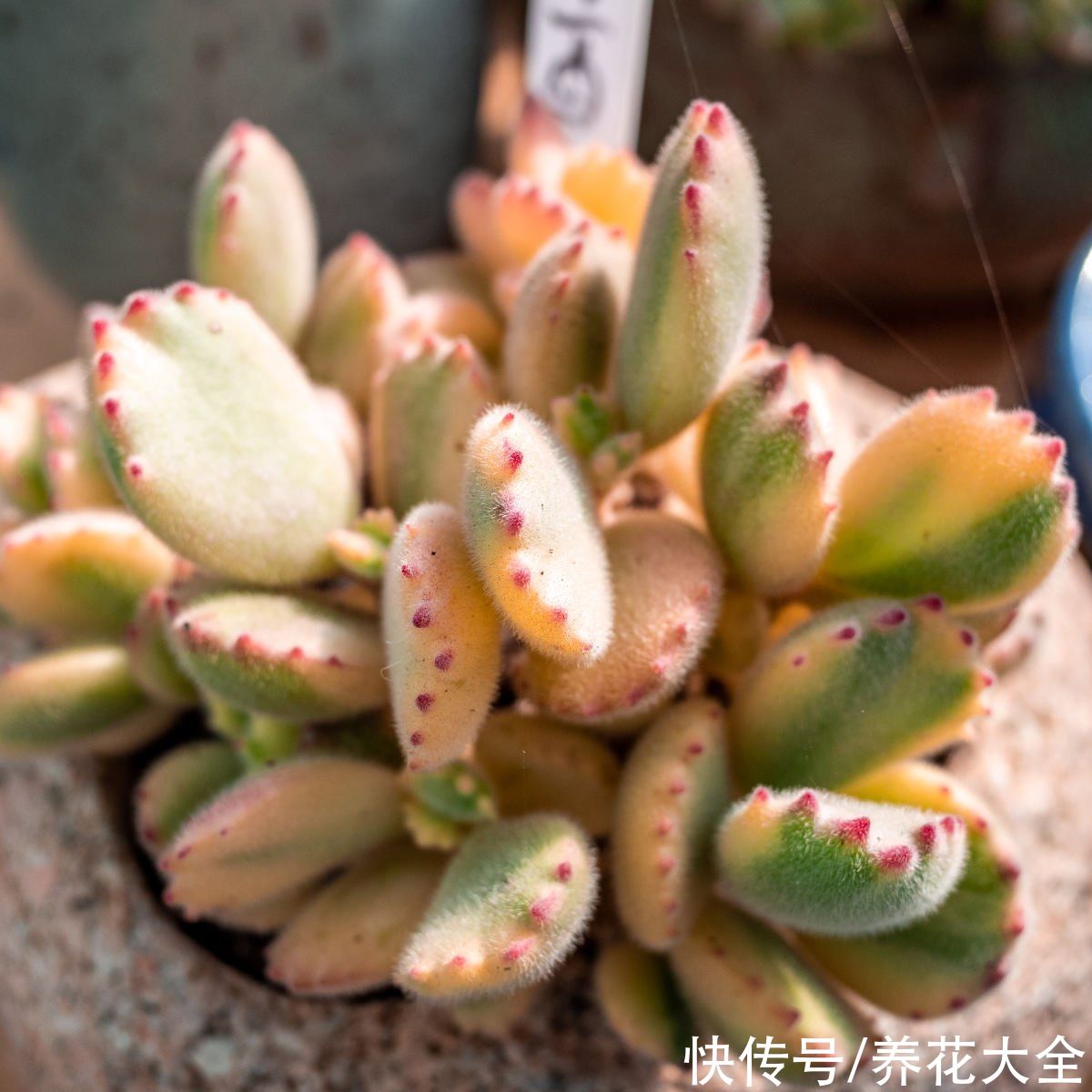 能长成“小树”的多肉，养得越久长得越壮，老桩看着真喜人