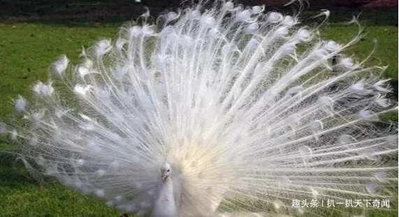 世界上最美的孔雀 白孔雀开屏太美了 羽毛洁白没有一丝杂色 快资讯 世界上最美的孔雀 白孔雀开屏太美了 羽毛洁白没有一丝杂色 快资讯