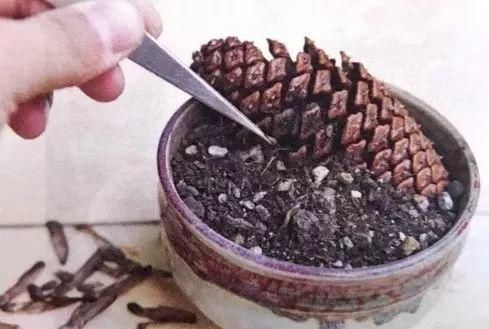 松树|老王捡了几个松果,回家种花盆里,隔两天浇次水,一个月长成盆景