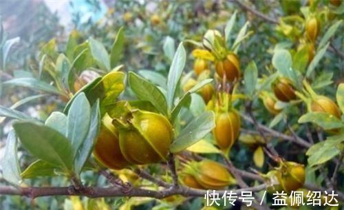 排毒|会吃的人最健康,3种食物离不开,排毒养颜,有益健康!