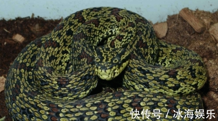 生态平衡@被五步蛇咬了只能“走5步”?专家:骗人的!你可能五步也走不完