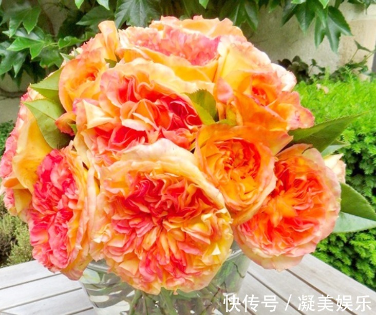 小编眼|喜欢菊花,一定要养盆橘子酱月季,带有柑橘和芒果的果香味,可爱