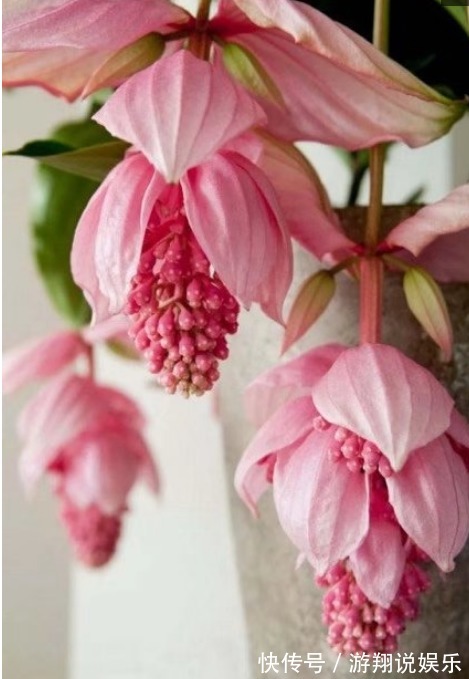 宫灯|世界上“最美”的垂吊花,看一眼就疯狂爱上他,你呢