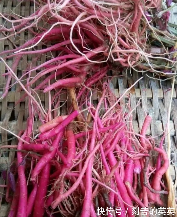 野生植物|农村一种野生植物,是很好的中草药,吃了力大如牛,现在很少见