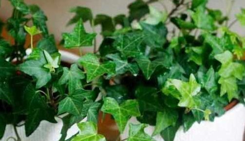 这5种花耐阴又好养,净化空气一级棒,家里养1盆,异味都消失