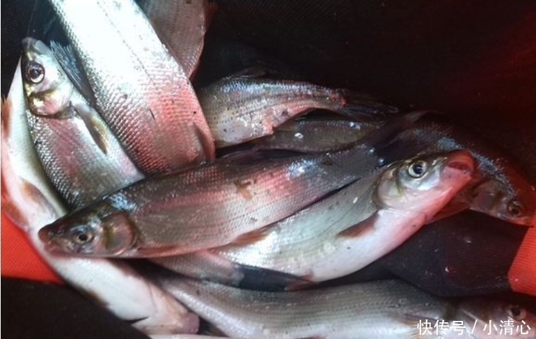 小鱼|这是淡水中最难吃的鱼,买一斤送两斤,常年在河道泛滥